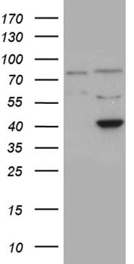 APOBEC4 Antibody (clone OTI3F11)