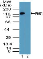 PER1 Antibody (aa1150-1200)