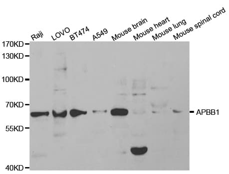 APBB1 / FE65 Antibody
