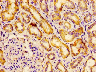 BCAM / CD239 Antibody