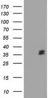 NUDT6 Antibody (clone OTI9D5)