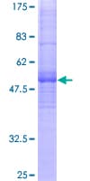 Human MS4A8 / MS4A8B Protein (Recombinant GST)