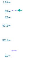 Human PTBP2 Protein (Recombinant GST)