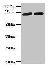 DDHD2 Antibody