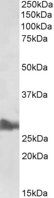 IHC-plus™ APOA1 / Apolipoprotein A 1 Antibody (aa75-87)