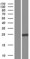 AES / Groucho Protein (Over-Expression Lysate Myc-DDK (Flag))