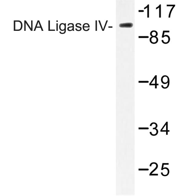 LIG4 / DNA Ligase IV Antibody (Gly619)