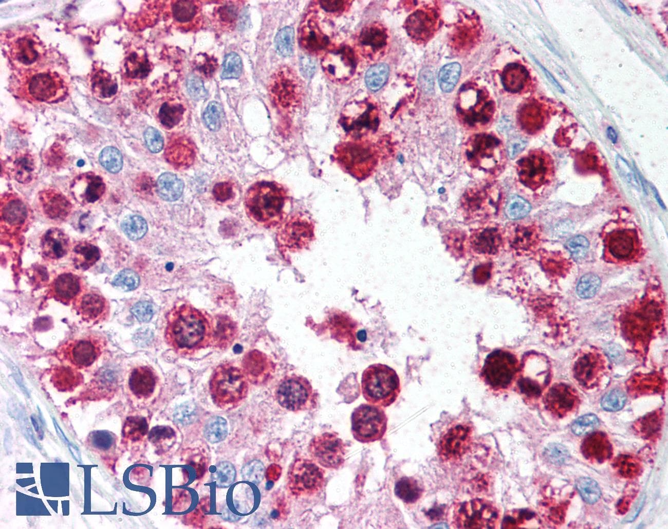 IHC-plus™ Polyclonal Rabbit anti-Mouse CDC6 Antibody (aa400-500, IHC, WB)