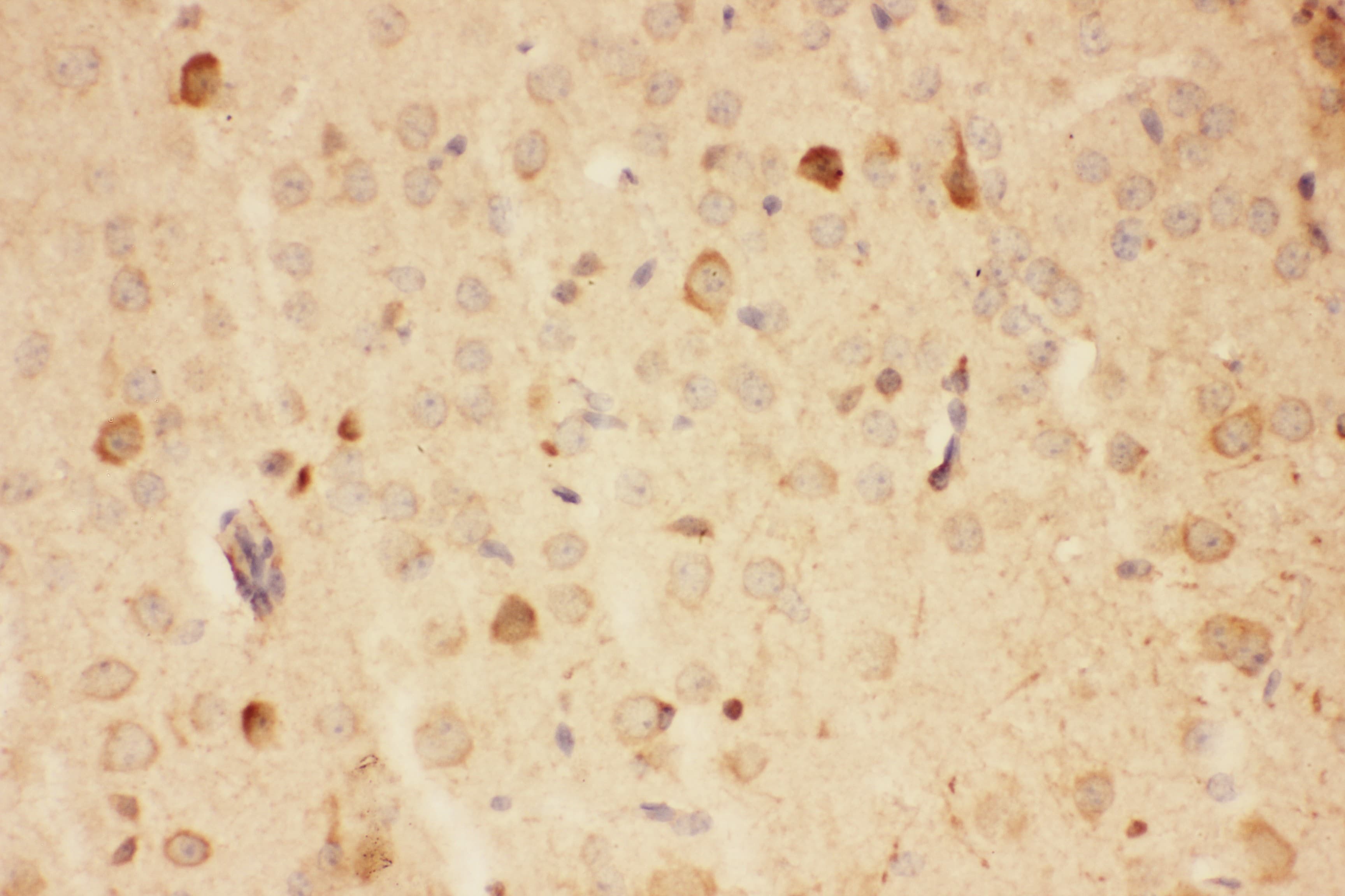 HSP90AA1 / Hsp90 Alpha A1 Antibody (aa2-365)