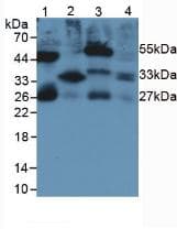 IL-33 Antibody (aa110-261, PE)