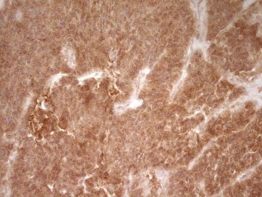 CD40 Antibody (aa21-166, clone OTI1F12)