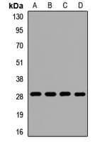 MRPS18B Antibody