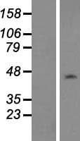 NAP1L1 Protein (Over-Expression Lysate Myc-DDK (Flag))