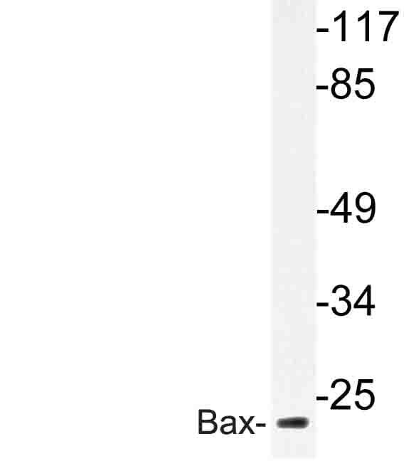 BAX Antibody (Ser163)
