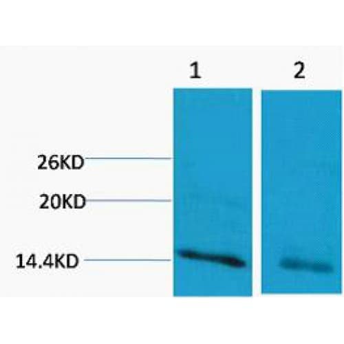 Polyclonal Rabbit anti-Human Histone H3 Antibody (WB)