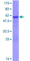 Human GNPDA2 Protein (Recombinant GST)