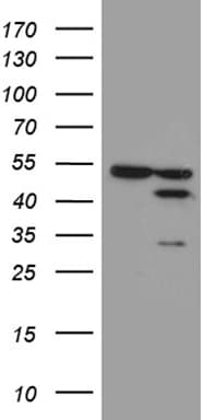 FAM54A / DUFD1 Antibody (clone OTI1A7)
