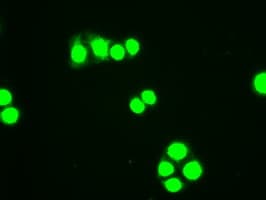 HHEX / HEX Antibody (clone OTI3E6)