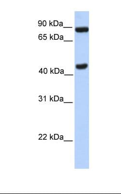 NPAS2 Antibody (N-Terminus)