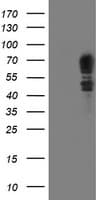 SCHIP1 Antibody (clone OTI1C8)