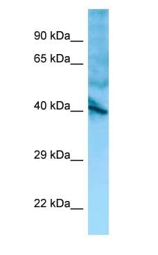 GPR137 Antibody (N-Terminus)