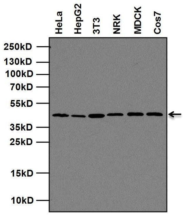Goat Anti-Mouse IgG Secondary Antibody (HRP)
