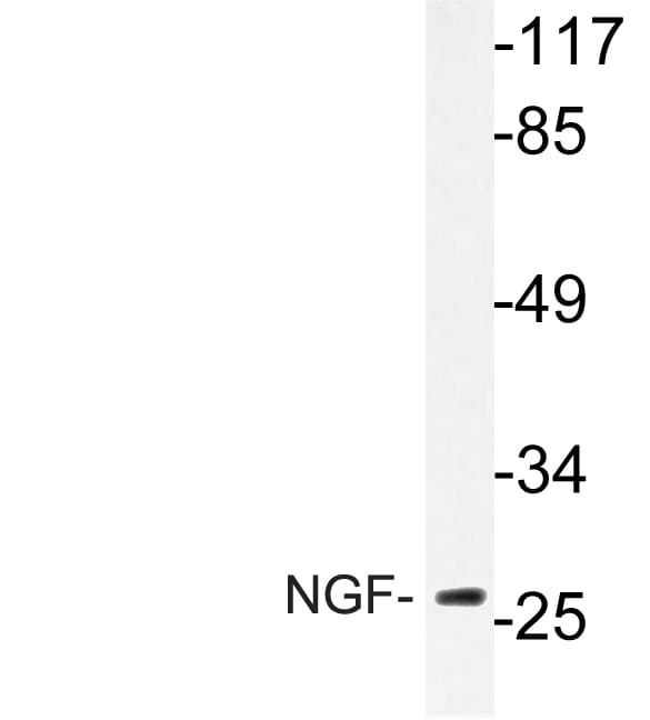 PathPlus™ NGF Antibody (Leu82)