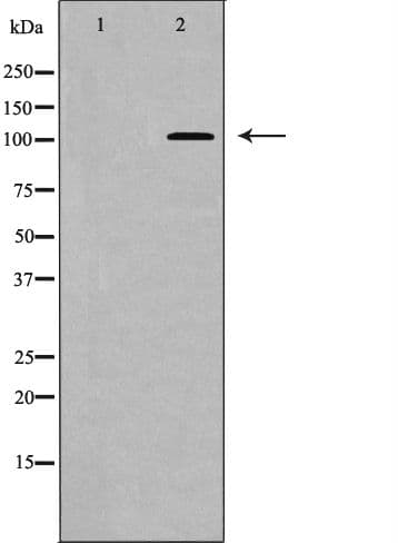 PPP1R12A / MYPT1 Antibody (phospho-Thr853)