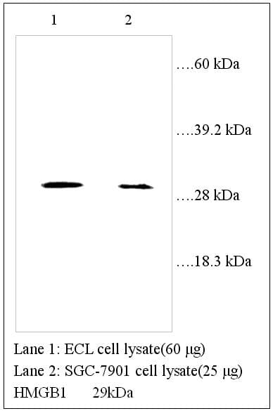 HMG1 / HMGB1 Antibody (Internal)