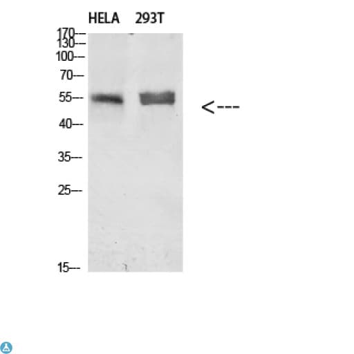 Alpha Tubulin Antibody