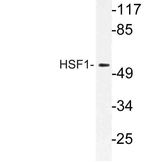 HSF1 Antibody (Asp135)