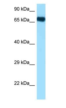 Heat Shock Protein 70 / HSPA1A Antibody (aa126-175)