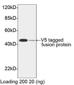Polyclonal Rabbit V5 Tag Antibody (HRP, V5 epitope, WB)