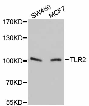 TLR2 Antibody