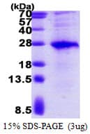 Human VSTM2L Protein (Recombinant His)