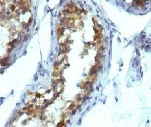 Alkaline Phosphatase Antibody (clone KSUL-1)