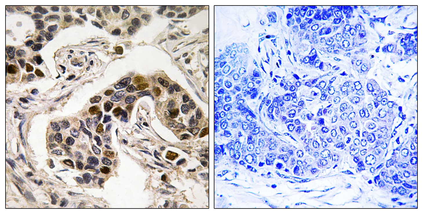 NUDC Antibody (phospho-Ser326)