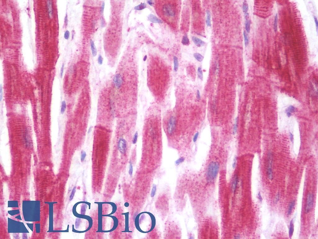 IHC-plus™ SHISA3 Antibody