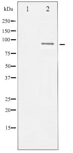 Polyclonal Rabbit anti-Human SP1 Antibody (phospho-Thr453, IHC, IF, WB)