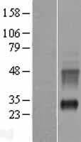 KRTAP10-1 Protein (Over-Expression Lysate Myc-DDK (Flag))