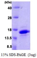 Human VAMP4 / VAMP-4 Protein (Recombinant His)
