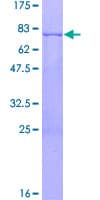 Human SEPT7 / Septin 7 Protein (Recombinant GST)