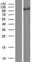 Human KIAA0226 / RUBICON Protein (Over-Expression Lysate Myc-DDK (Flag))
