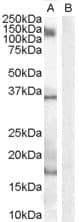 PathPlus™ Polyclonal Goat anti-Human AIF1 / IBA1 Antibody (aa42-56, IHC, WB)