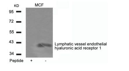 LYVE1 Antibody