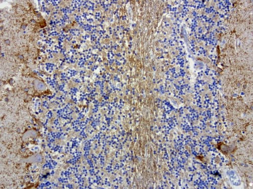 Monoclonal Mouse anti-Human MRPS34 Antibody (clone UMAB125, Carrier-free, IHC, IF, WB)