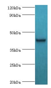 TFDP1 Antibody (aa1-290)