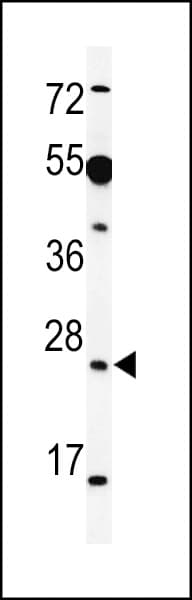 AKIRIN1 Antibody (aa131-158)