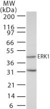 PathPlus™ MAPK3 / ERK1 Antibody (aa350-400)