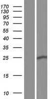 ST6GALNAC3 Protein (Over-Expression Lysate Myc-DDK (Flag))